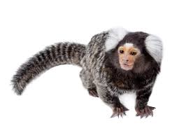 What Does A Marmoset Monkey Eat