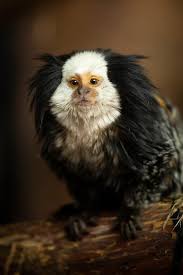 What Is A Marmoset Monkey