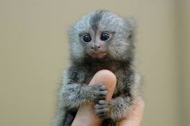 Where Can I Buy A Marmoset Monkey