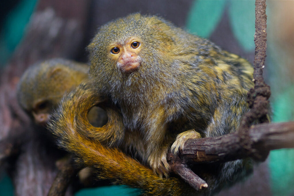 Where Can I buy A Pygmy Marmoset Monkey