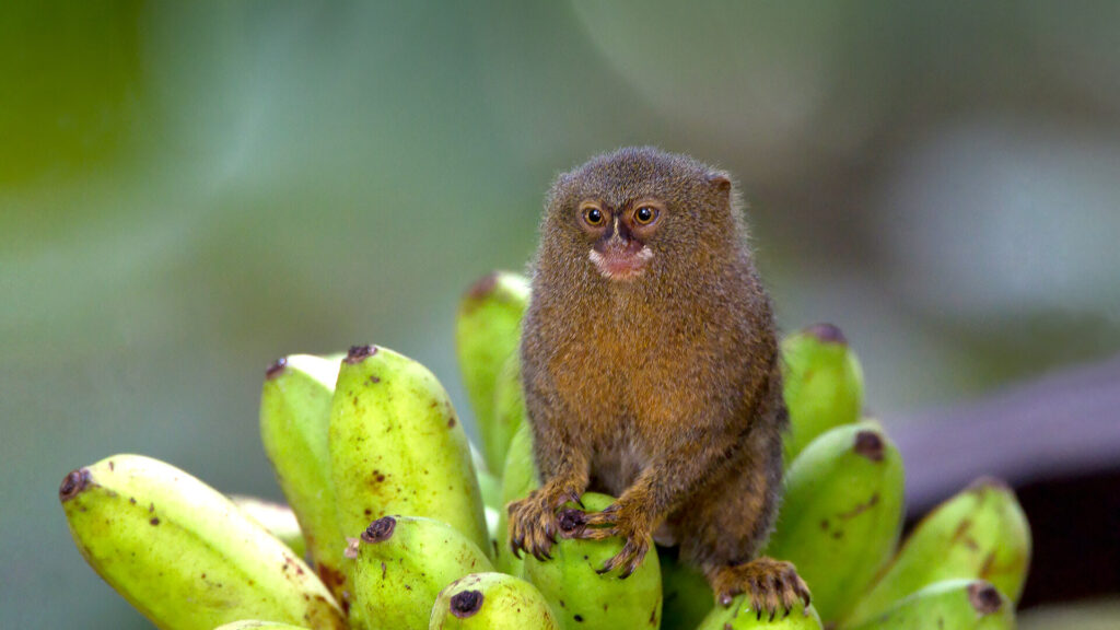 Where To Buy A Pygmy Marmoset Monkey